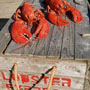 Live Maine Lobsters