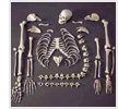 Full Disarticulated Budget Skeleton with Skull