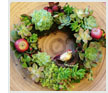 Christmas Surprise Succulent Wreath